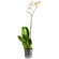 White Phalaenopsis orchid in a pot. Grodno